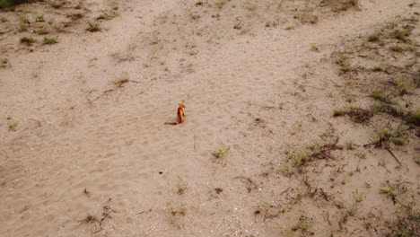 Fox-sitting-on-sand-in-dunes-at-the-beach-from-an-aerial-view