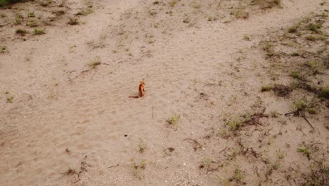 zorro sentado en la arena en las dunas en la playa desde una vista aérea