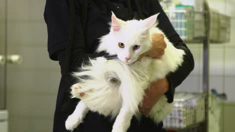 Gato-Blanco-Con-Diferentes-Colores-De-Ojos-En-El-Veterinario