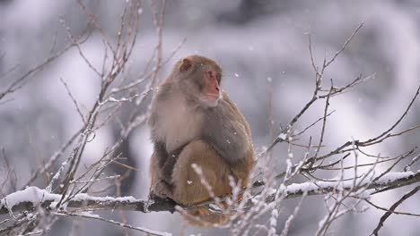 rhesus macaque sitting on tree in snowfall