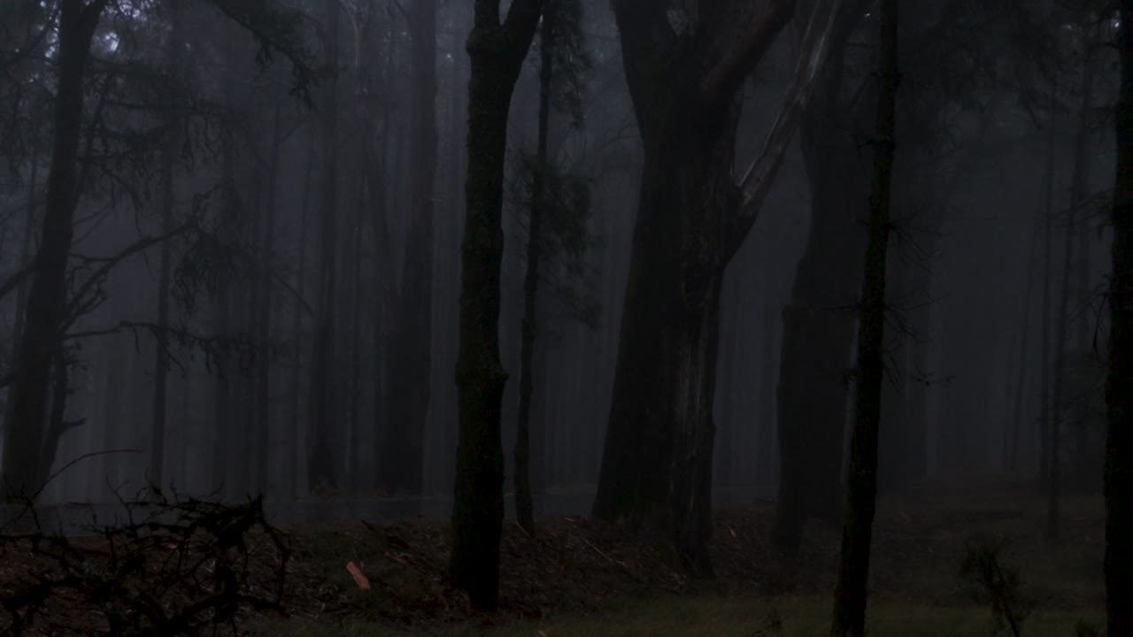 Foggy road in the dark, misty forest at late autumn, Tenerife