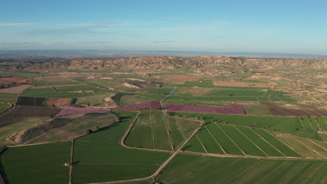 Aerial-view-of-green-fields-pink-trees-blooming-season-mountains-rural-landscape