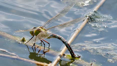 Schöne-Libelle,-Die-Auf-Einem-Zweig-Auf-Dem-Wasser-Ruht