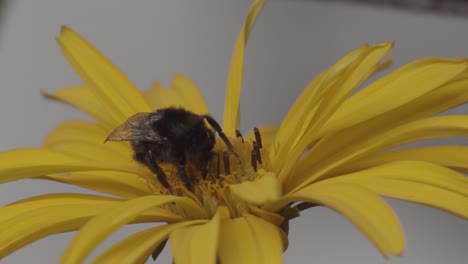 A-honey-bee-on-top-of-a-yellow-flower,-pollination,-extreme-close-up