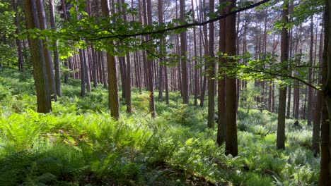 forest pine trees walk fern cover dense ground green