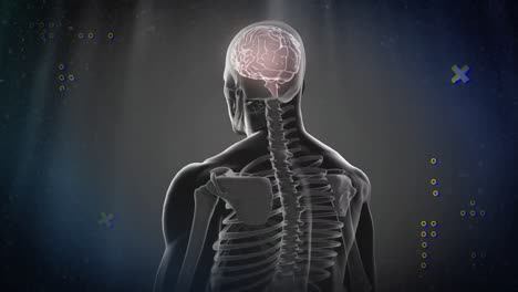 animation of human skeleton with brain highlighted, digital elements surrounding it