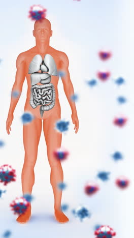 animation of falling viruses cells over human body model