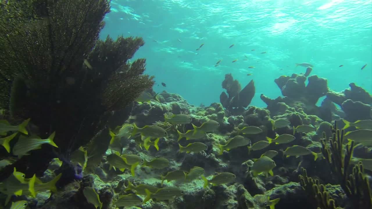 아름다운 열대어가 수중 암초 주위를 헤엄친다 4