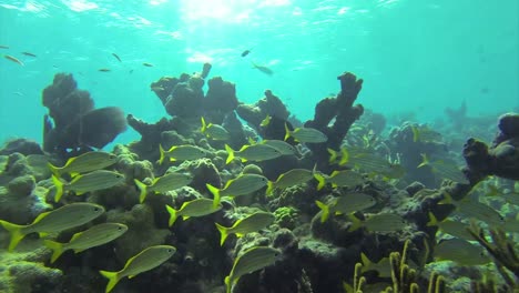 Hermosos-Peces-Tropicales-Nadan-Alrededor-De-Un-Arrecife-Bajo-El-Agua-4