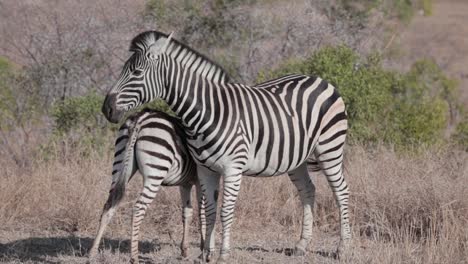 Zebrafohlen,-Das-Von-Der-Mutter-Gesäugt-Wird