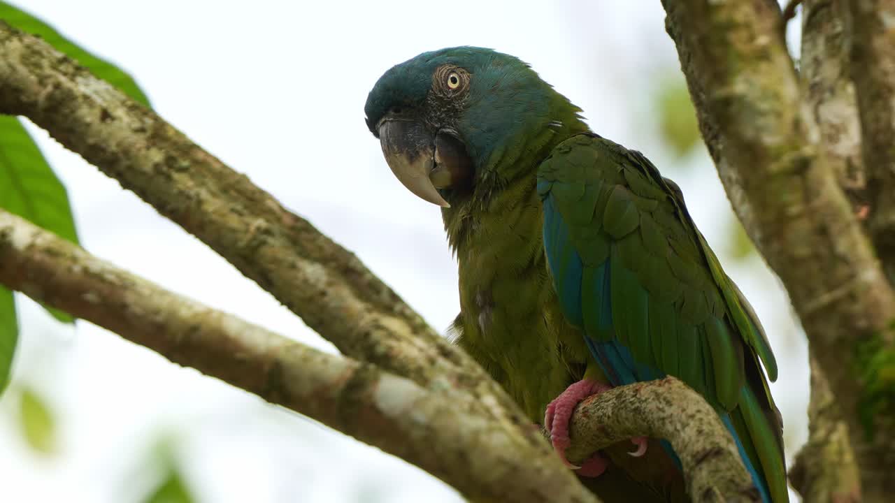 arava de cabeza azul salvaje, primolius couloni percha y descansando en la rama, durmiendo en el árbol durante el día, con los ojos cerrando lentamente, de repente alertado por los alrededores, tiro de cerca