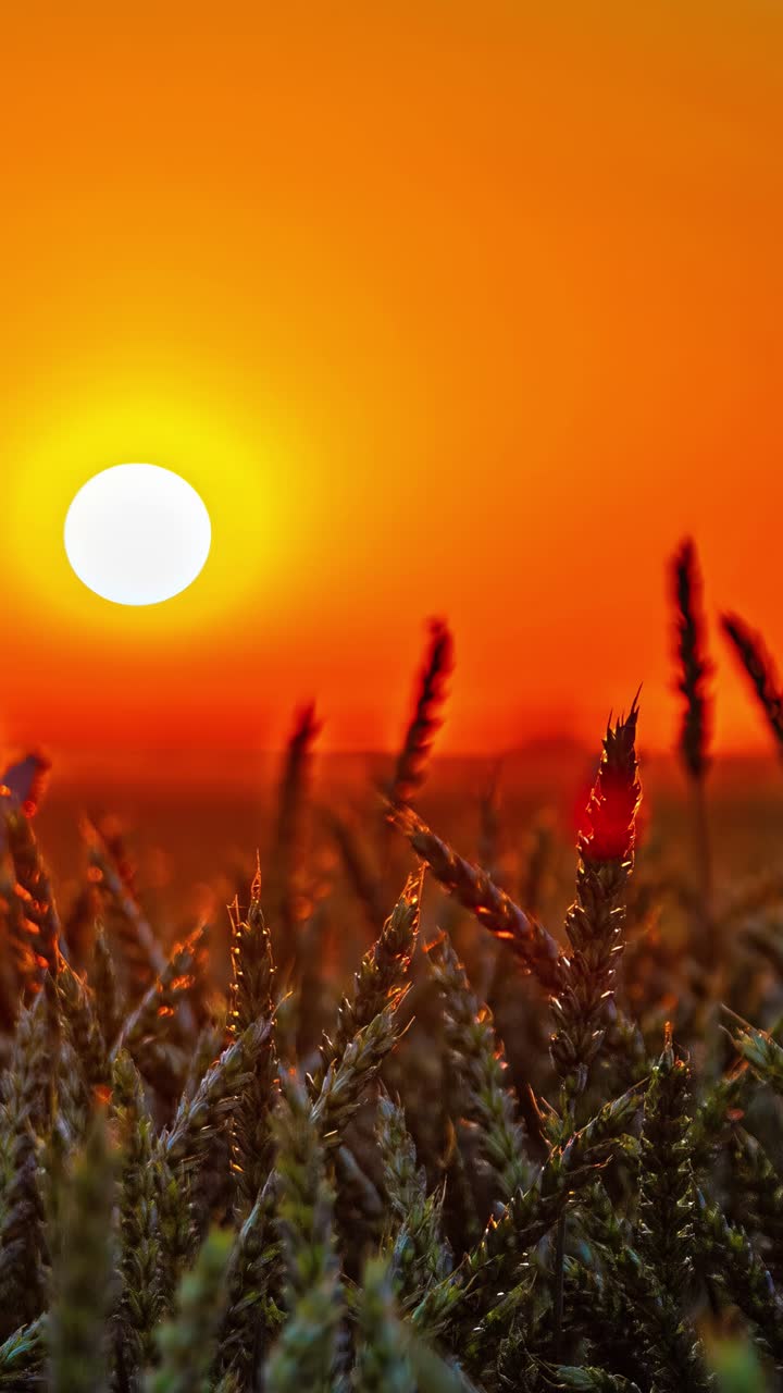 Sunset timelapse golden hour sky orange color, view from grain field crop, vertical video