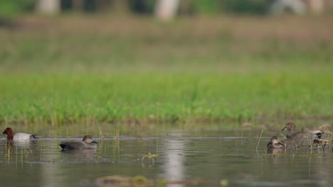 Pato-Gadwall-Y-Porrón-Común-En-Humedales