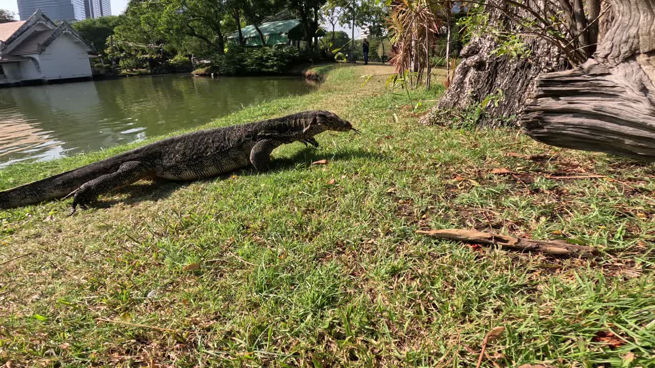 monitor de lagarto caminando cerca de un árbol y un estanque