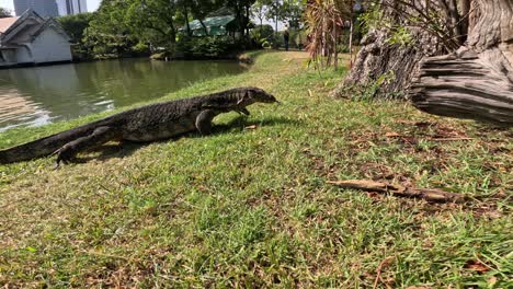 monitor lizard walking near a tree and pond