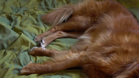 nova scotia duck tolling retriever sleeping on a bed