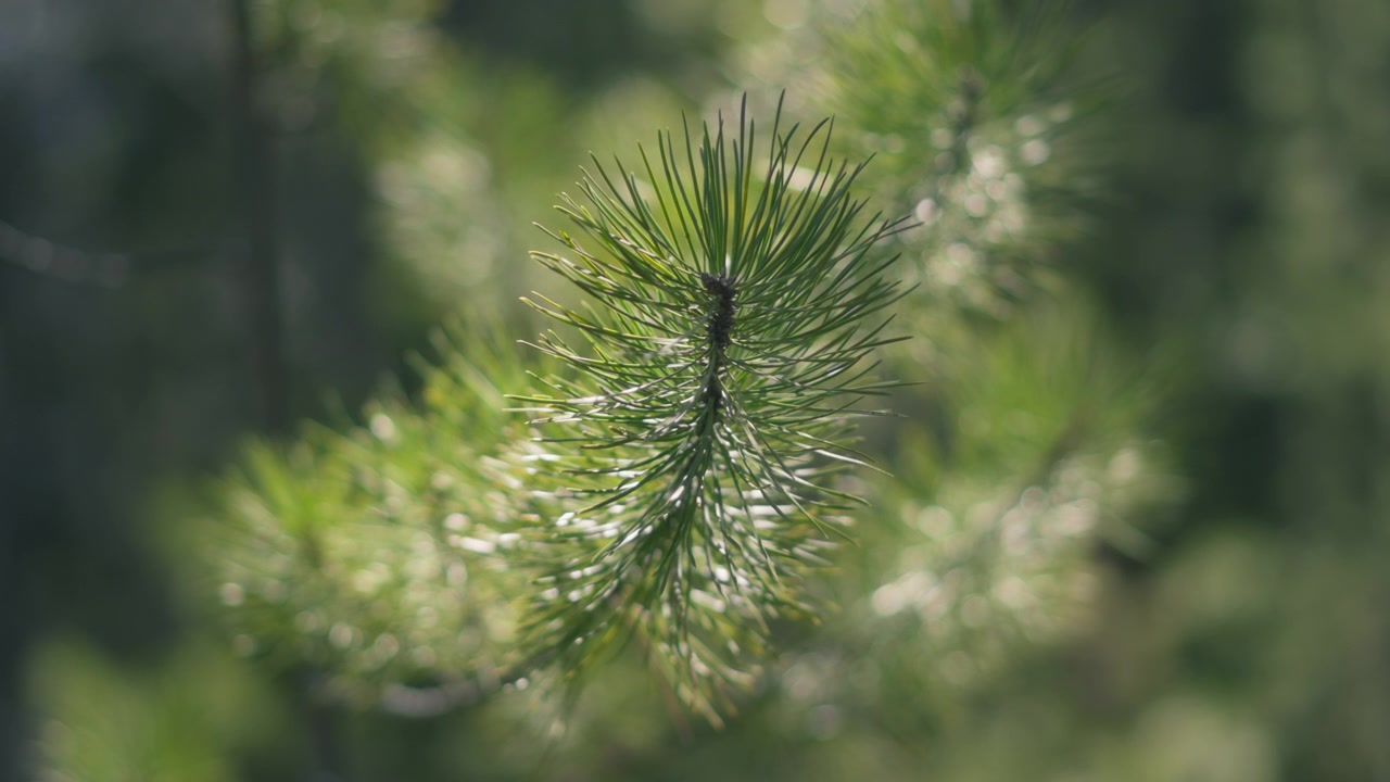 Close up of a pine tree branch with green needles in sunlight