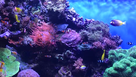 hd 热带鱼类水族馆的镜头