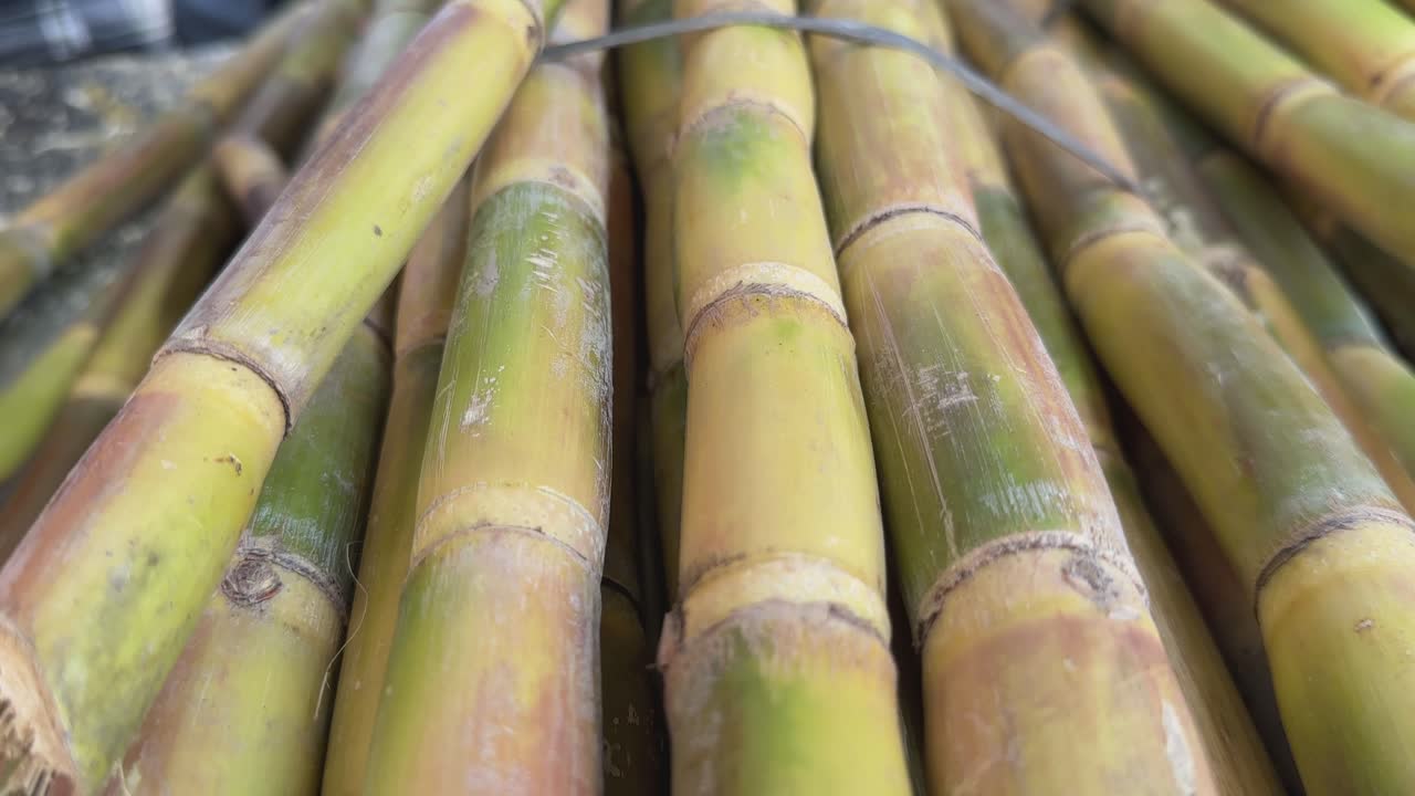 closeup of a suger cabe being pulled from a bundle of freshly harvested sugar cane