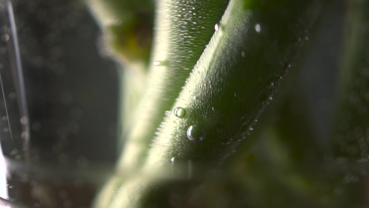Close Up Green Stem With Droplets, Glass Vial Environment, Fine Trichomes Visible Under Soft Studio Light, . Media