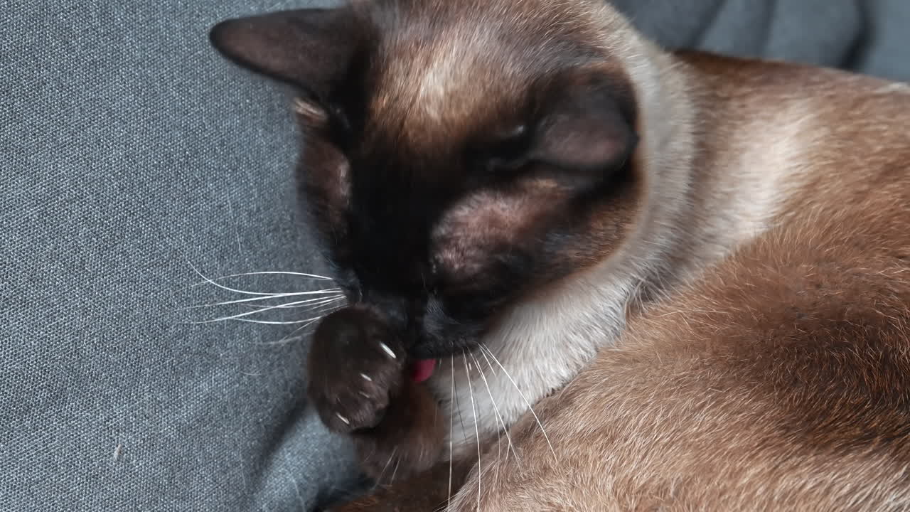 Sbadiglio di un gatto siamese in Spagna, slow motion