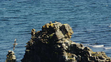 hvitserkur basalt stack rock with ocean water in background, bird fly