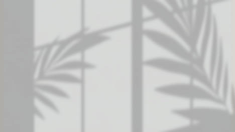 animation of window shadow of leaves over grey background