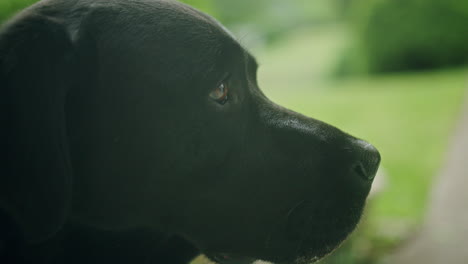 Schwarzer-Hund-Liegt-Auf-Der-Veranda