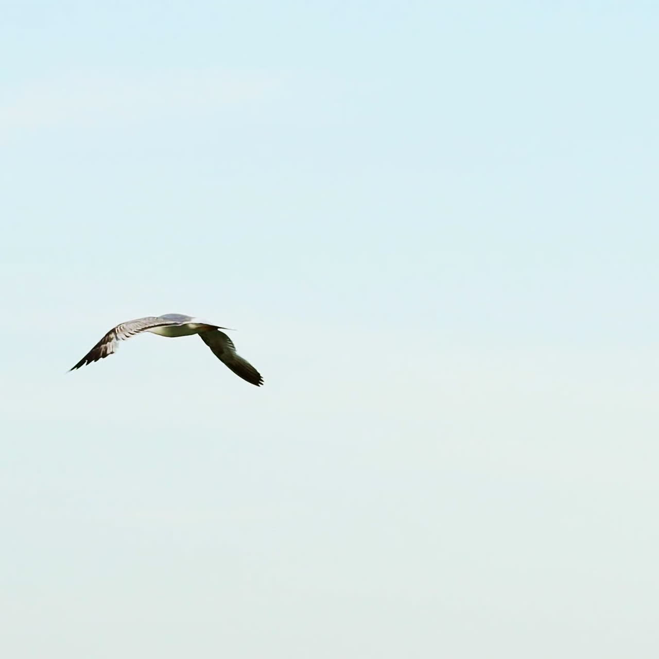 Seagull flying in the blue sky. Slow motion