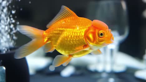 a captivating goldfish gliding through its aquarium amidst culinary elegance, showcasing vibrant colors and graceful movements in a calm setting