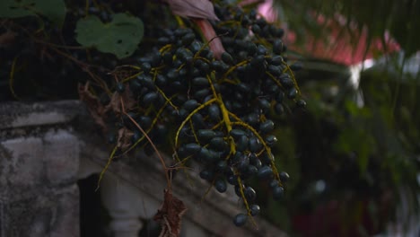 Schwarze-Palmenfrüchte-Im-Garten---Nahaufnahme