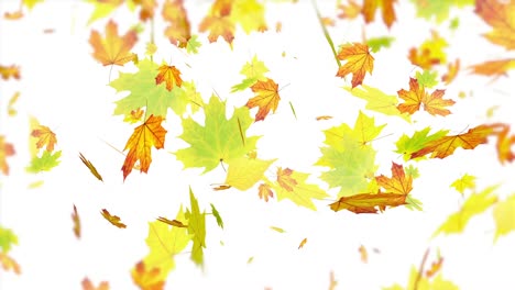 large yellow leaves falling through the sky
