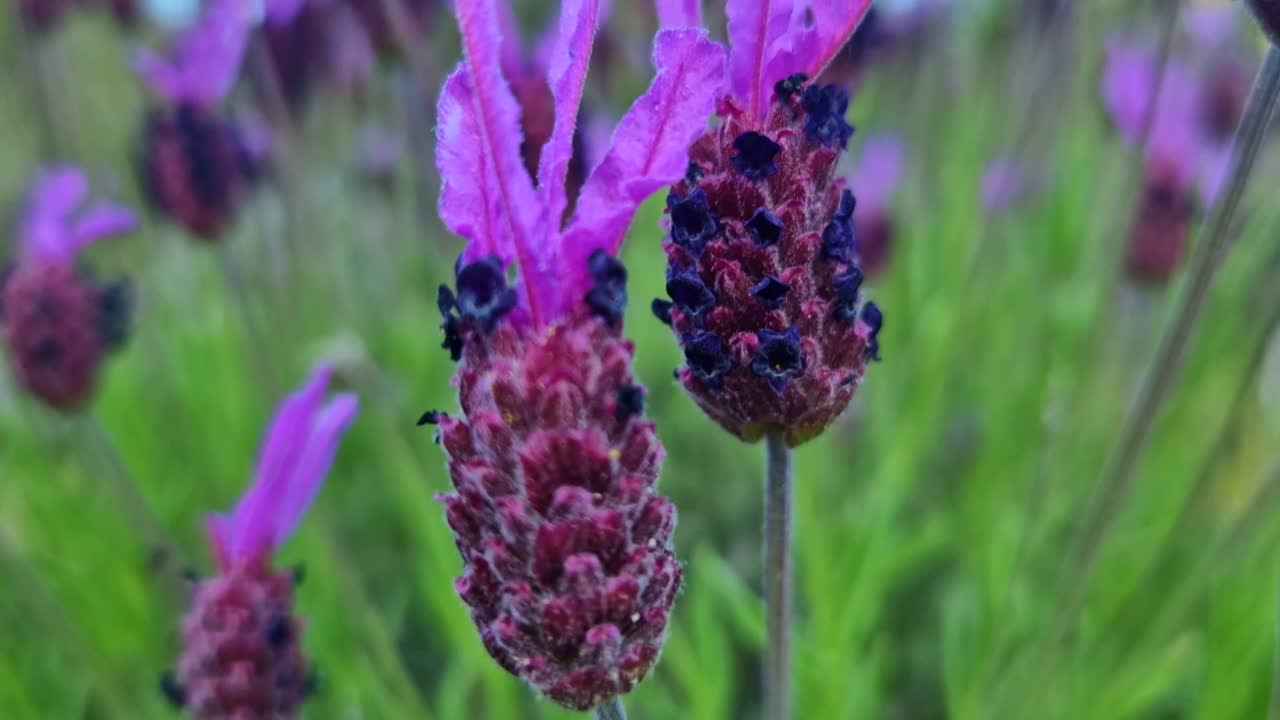 Extreme close-up macro shot of the dark purple, densely packed flower heads and distinctive lighter 'ears' (bracts) of Spanish Lavender (Lavandula stoechas) in a vibrant field