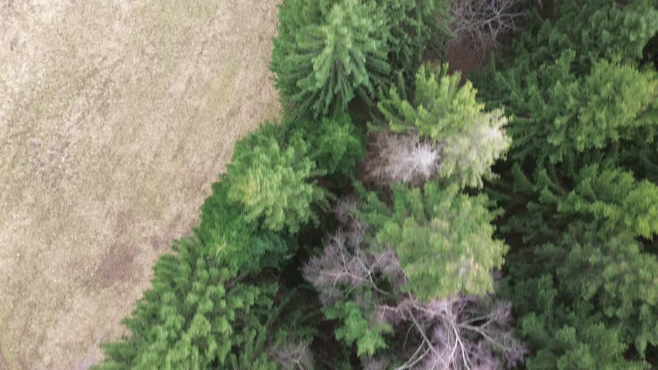 Aerial top down view drone fly along forest next to field