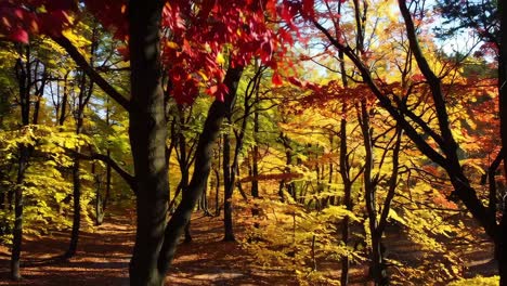 vibrant autumn forest with red and yellow leaves. captured at eye level, this video showcases