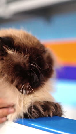 fluffy cat at judging competition vertical video