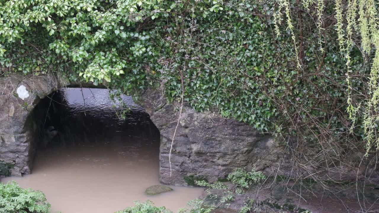 녹색 크리퍼 식물, 진흙탕 물, 버드나무, 비가 내리는 돌다리