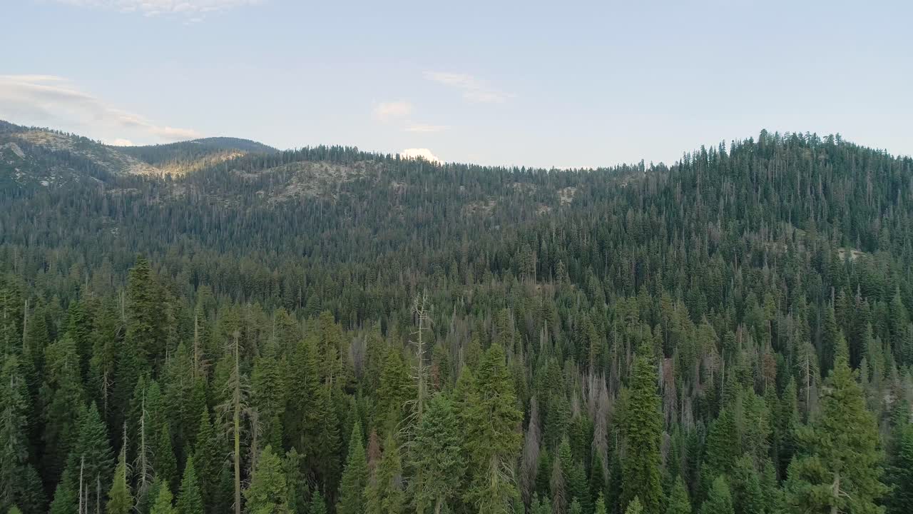 Sorvolo aereo di alberi nella Sequoia al crepuscolo.