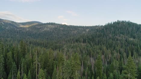 Aerial-Flyover-of-Trees-in-Sequoia-at-Dusk