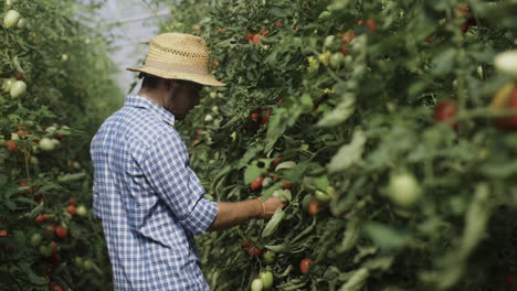 farmer working in a greenhouse filled with tomato plants