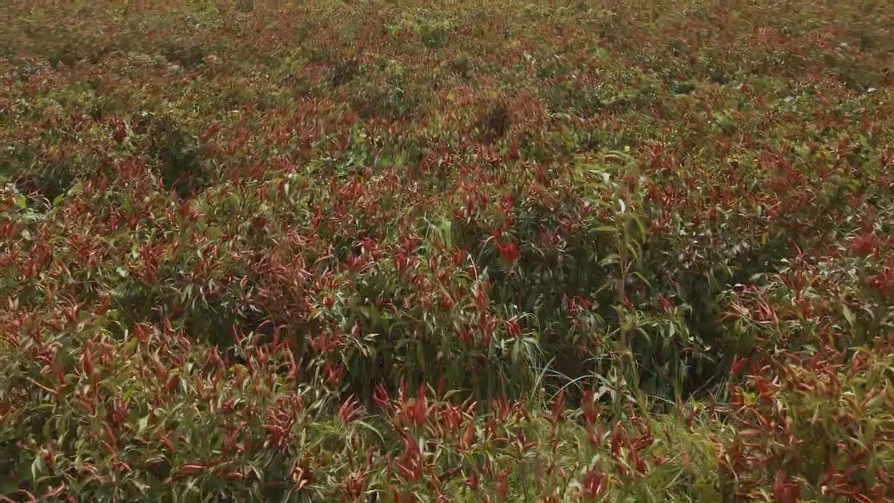 Um panorama aéreo cinematográfico amplo e deslumbrante capturando vastas extensões geométricas de pimentas vermelhas redondas dispostas em enormes campos de secagem ao ar livre sob luz solar intensa.