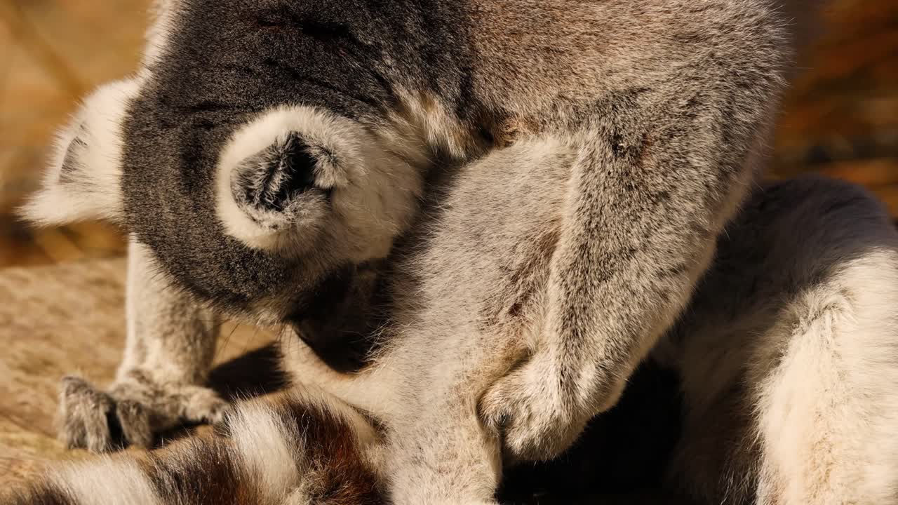 lémur involucrado en el comportamiento de aseo