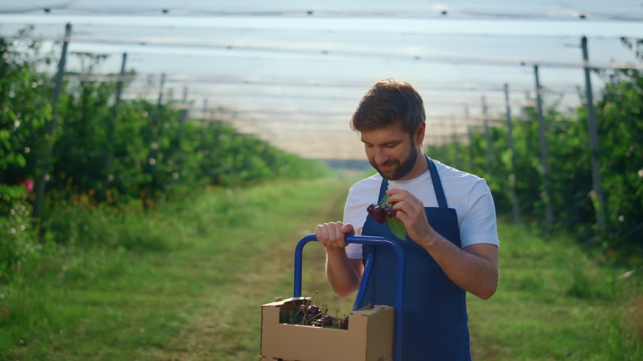 hombre agrario poniendo cerezas frescas en caja en un invernadero moderno al aire libre soleado.