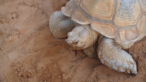 close shot on an old african turtle while shrinking its head inside the shell