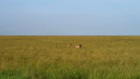 two male adult lions hunting looking for a prey in the endless plain of serengeti