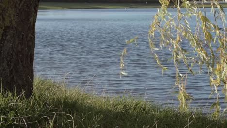 Weeping-willow-tree-branches-overhanging-lake-of-rippling-water