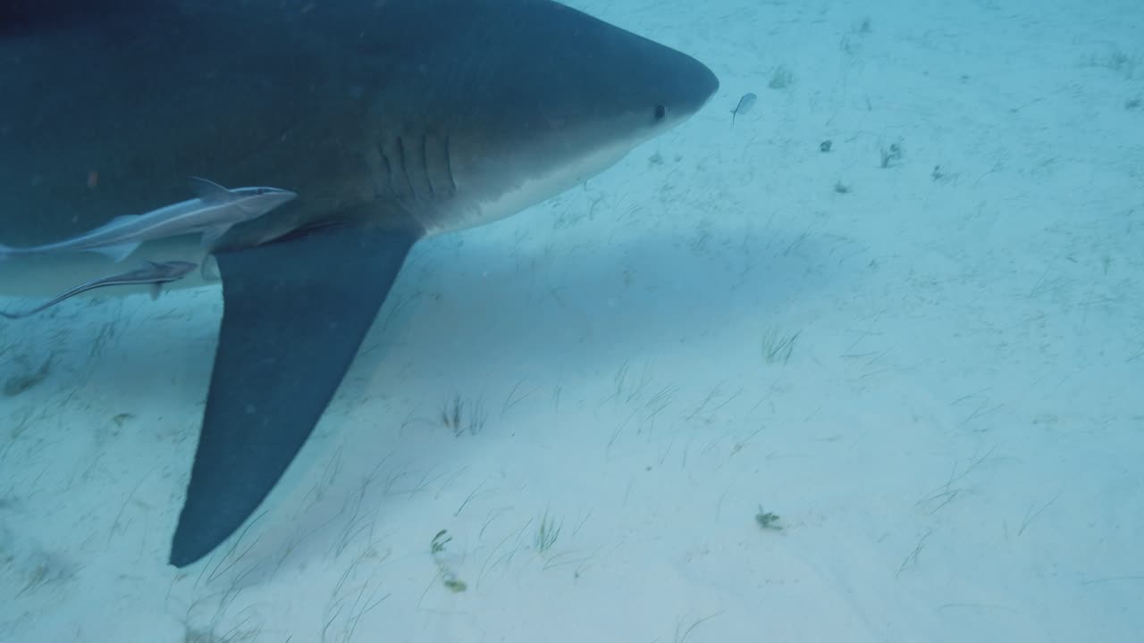 透明な熱帯の青い海の中、砂地の海底を横切って泳ぐサメの水中撮影。