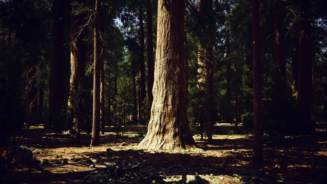 Majestic tree standing tall in a sun dappled forest during midday