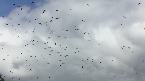 gran grupo de zorros voladores en vuelo contra las nubes en el cielo diurno
