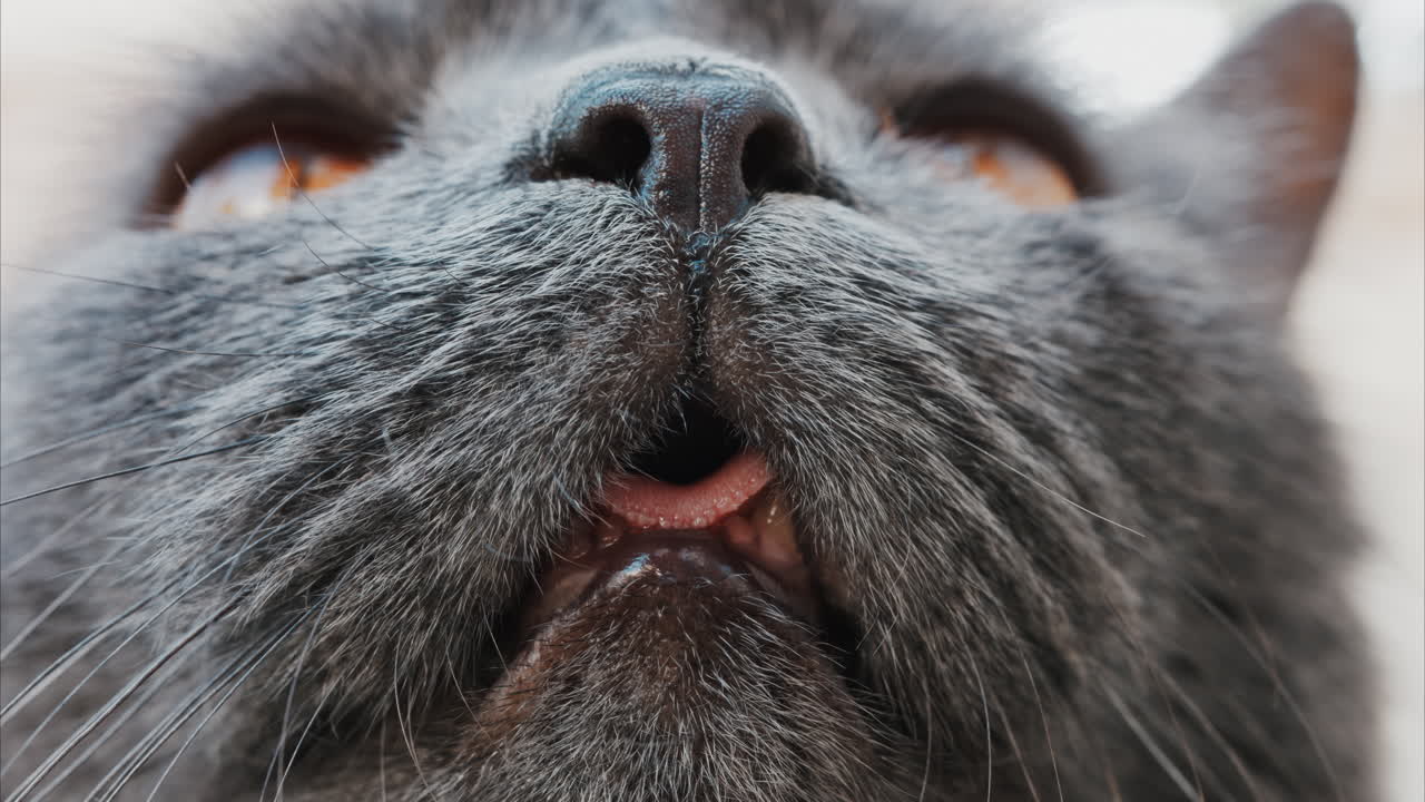 Close up of a cat's open mouth, whiskers, and nose details